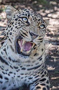 Snarling Leopard with Huge Teeth