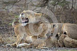 Snarling lioness and her three cubs feeding in Ndutu in Tanzania