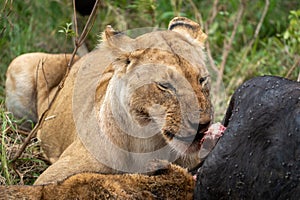 Snarling lions eat and feast on a dead cape buffalo they recently killed. Masaai Mara Reserve in Kenya