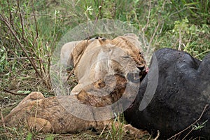Snarling lions eat and feast on a dead cape buffalo they recently killed. Masaai Mara Reserve in Kenya