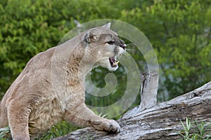 Snarling Mountain Lion