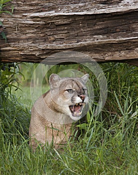 Snarling Mountain Lion