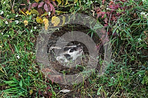 Snarling North American Badger (Taxidea taxus)