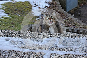 A snarling Norwegian Forest Cat