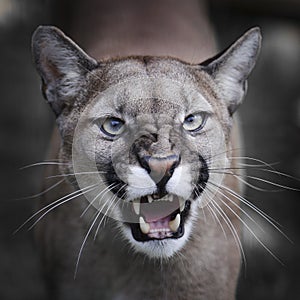 Snarling Puma photo