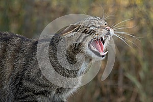 Snarling scottish wild cat