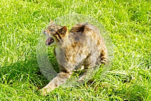 Snarling Scottish Wildcat