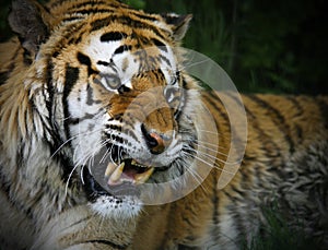 Snarling Siberian Tiger