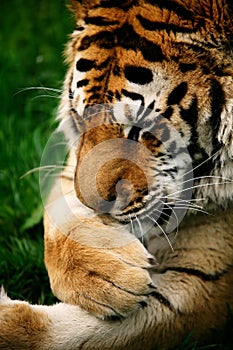 Snarling Siberian Tiger