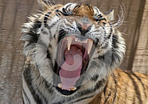 Snarling tiger photo