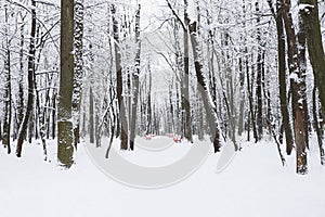 Snawfall in the forest.