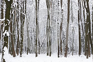 Snawfall in the forest.