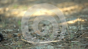 Sneaker shoe lying near corpse, body covered with tree branch, murder in woods