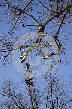 Sneaker shoes hang down from a tree by a skatepark skate park has a variety of footwear tied together and strung over its branches