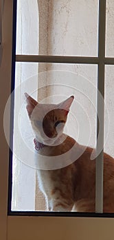 Sneaking cat by the window