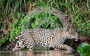 Sneaking Jaguar in the water on the river.  Green natural background. Panthera onca.