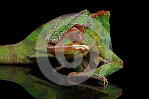 Sneaking Panther chameleon, reptile with colorful body Isolated on Black