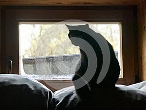 A sneaky cat sits on her perch next to a window in Otwock