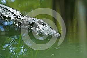 Sneaky Crocodile photo