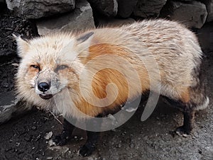 Sneaky fox with rich fur stares shrewdly