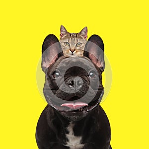 Sneaky little cat hiding between a french bulldog`s ears