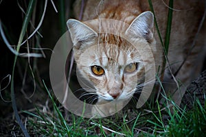 Sneaky rusty cat with orange eyes