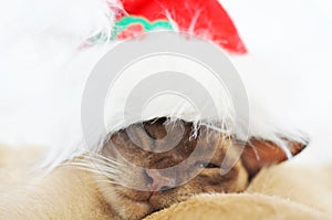 Sneaky sleeping Christmas pet cat with one eye open