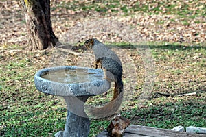 Sneaky squirrel steals from the bird bath.