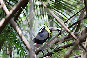 A sneaky yellow throated chestnut mandible Costa Rican toucan