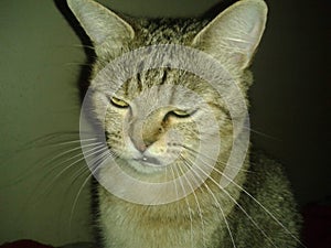 Sneer Cat photo
