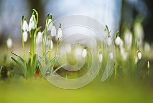 Sneeuwklokje, Common Snowdrop, Galanthus nivalis