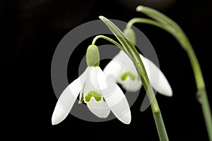 Sneeuwklokje, Snowdrop, Galanthus