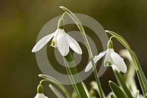 Sneeuwklokje, Snowdrop, Galanthus