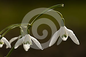 Sneeuwklokje, Snowdrop, Galanthus