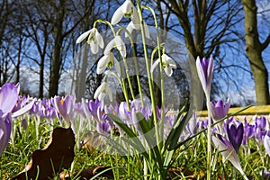 Sneeuwklokje, Snowdrop, Galanthus