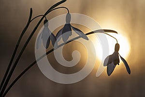 Sneeuwklokje, Snowdrop, Galanthus