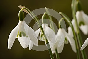 Sneeuwklokje, Snowdrop, Galanthus photo