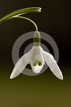 Sneeuwklokje, Snowdrop, Galanthus photo