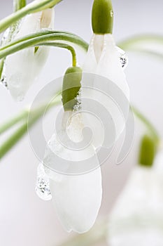 Sneeuwklokje, Snowdrop, Galanthus photo