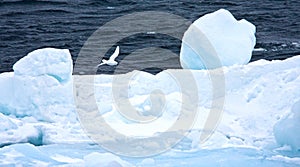 Sneeuwstormvogel, Snow Petrel, Pagodroma nivea