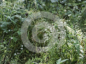 Sneeze-wort, medicinal wild herb, blooming in a forest