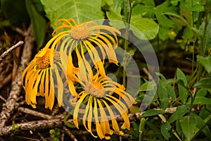 Sneezeweed Flowers Hymenoxys hoopesii photo