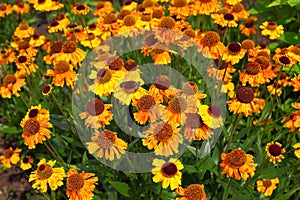 Sneezeweed - Helenium autumnale