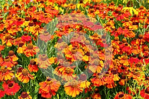 Sneezeweed - Helenium autumnale