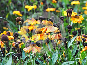 Sneezeweed Or Helenium Autumnale photo