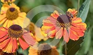 Sneezeweed Helenium hybrid Sahins Early Flowerer bright yellow-orange flowers with honeybee