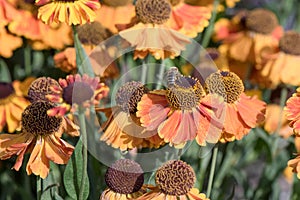 Sneezeweed Helenium hybrid Sahins Early Flowerer vivid yellow-orange flowers with honeybee
