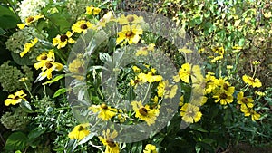 Sneezeweed Helenium Sombrero,Yellow sunlit chamomile flowers blooming on summer flowerbed in green sunny garden,