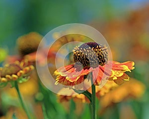 Sneezeweed