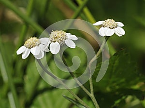 Sneezewort